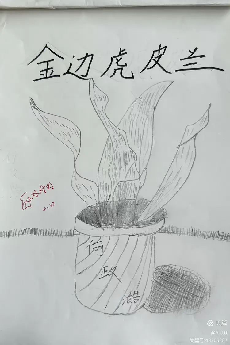 静物写生金边虎皮兰